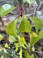 Cinnamomum camphora