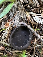 Pseudoplectania nigrella