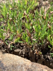 Myosurus apetalus montanus