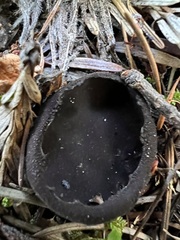 Pseudoplectania nigrella