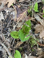Scoliopus bigelovii