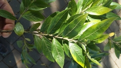 Combretum adenogonium