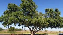 Combretum adenogonium