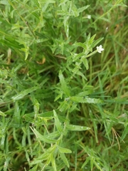 Epilobium hirtigerum