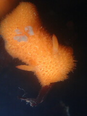 Acanthodoris lutea
