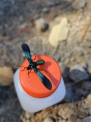 Macrocneme chrysitis