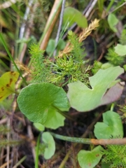 Centella cordifolia