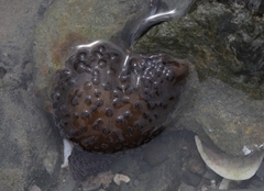 Phlyctenactis tuberculosa
