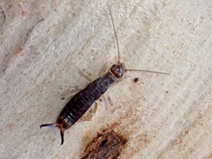Labiduridae