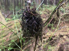 Exobasidium parvifolii