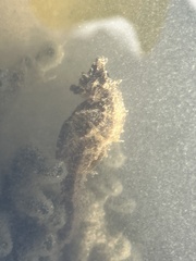 Hippocampus whitei