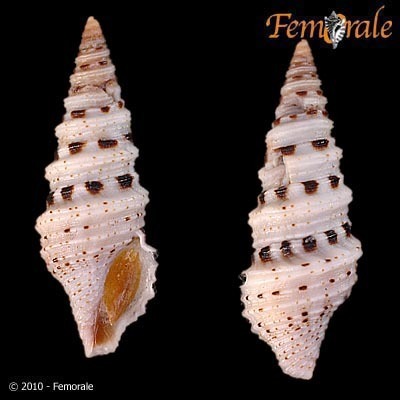Lophiotoma