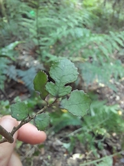 Streblus heterophyllus