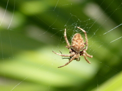Hortophora