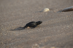 Lepidochelys kempii