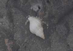 Pagurus novizealandiae