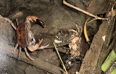 Parathelphusa convexa