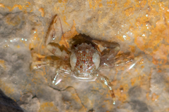Pisidia