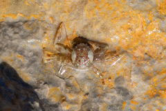 Pisidia