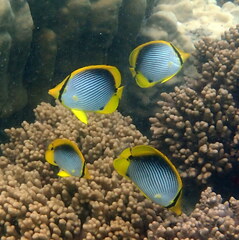 Chaetodon melannotus