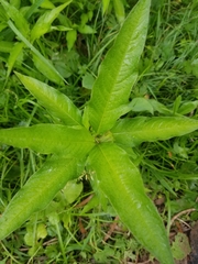 Persicaria hydropiper