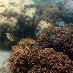 Chaetodon melannotus