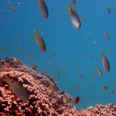 Neopomacentrus nemurus