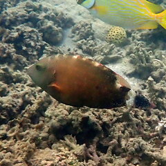 Cheilinus chlorourus