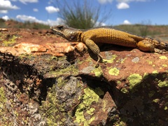 Pseudocordylus melanotus