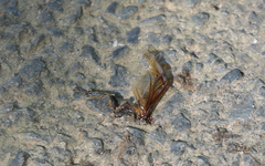 Xylotrupes australicus