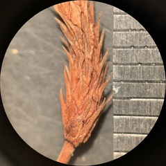 Myosurus apetalus montanus