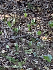 Platanthera transversa