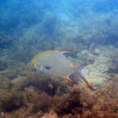 Trachinotus blochii