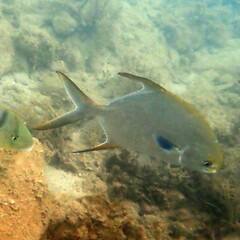 Trachinotus blochii