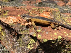 Pseudocordylus melanotus