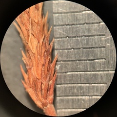 Myosurus apetalus montanus