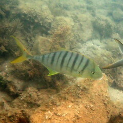 Gnathanodon speciosus