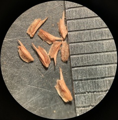 Myosurus apetalus montanus