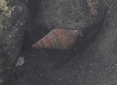 Pagurus novizealandiae