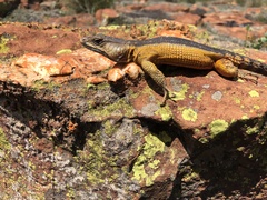 Pseudocordylus melanotus