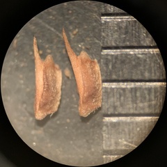 Myosurus apetalus montanus