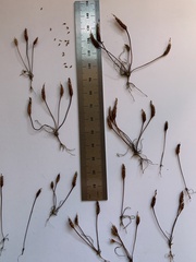 Myosurus apetalus montanus