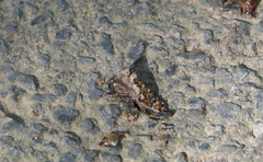 Xylotrupes australicus