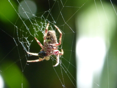 Hortophora