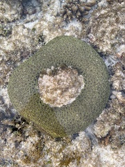 Galaxea fascicularis