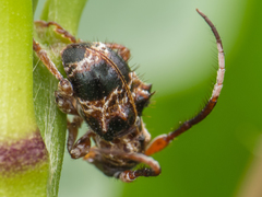 Tessarecphora arachnoides