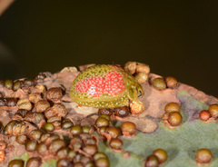 Paropsisterna fastidiosa