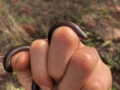 Afrotyphlops bibronii