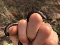 Afrotyphlops bibronii