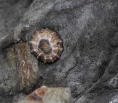 Cellana ornata